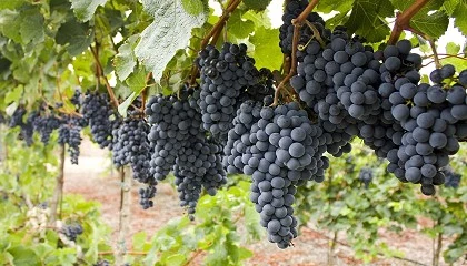 Foto de Efectos del nivel de rendimiento en las caractersticas de la uva y del vino en la variedad Tempranillo