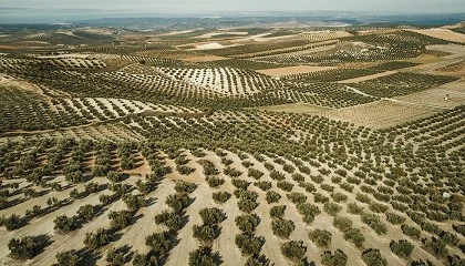 Foto de Perspectivas y previsiones para la prxima campaa de aceite de oliva 24/25