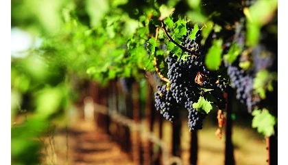 Foto de Navarra destina 10 millones para paliar la crisis que atraviesa el sector vitivincola