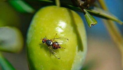 Foto de Novedades en la estrategia de control de la mosca del olivo