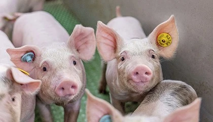 Foto de MSD Animal Health lanza a nivel mundial el Premio Pignnovation High-Quality Pork 2024