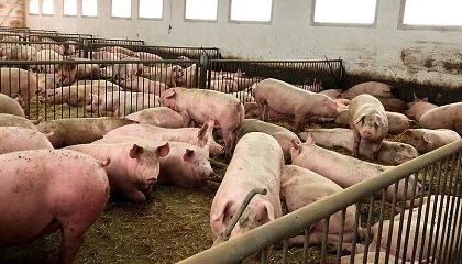 Foto de Graves consecuencias para los ganaderos de porcino por la reduccin de su capacidad de produccin