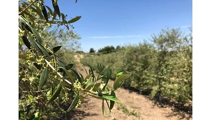 Foto de La fertilizacin nitrogenada en el olivar superintensivo