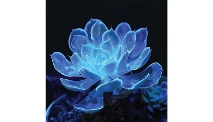 Picture of Bioo lanza su lnea de plantas bioluminiscentes