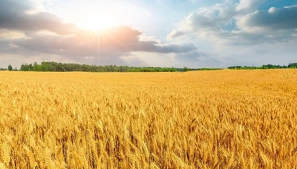 Foto de Cooperativas estima una cosecha de cereales de 20 Mt en 2024