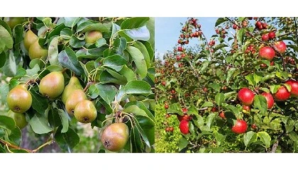 Picture of Escasez de agua y fitosanitarios: temas centrales de la reunin del grupo de contacto de pera y manzana