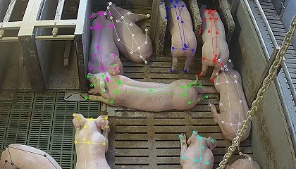 Foto de Serket disea una novedosa tecnologa para monitorear el ganado porcino mediante IA