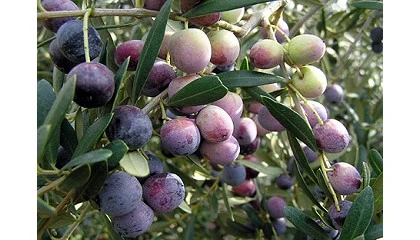 Foto de La agricultura superintensiva reduce la produccin de Arbequina en Catalua