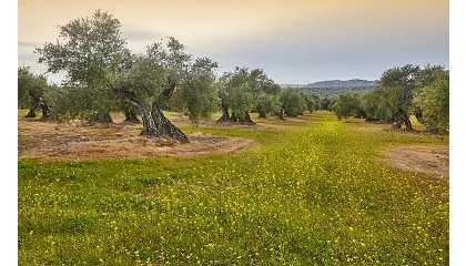 Foto de Buenas prcticas agrarias para la sostenibilidad en el olivar. Secuestro de carbono en suelo