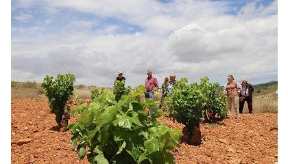 Fotografia de La DOP Calatayud organiza una misin inversa con siete importadores de Blgica y Pases Bajos para que conozcan mejor sus vinos