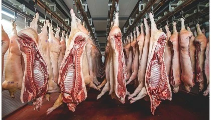 Foto de China anuncia una investigacin de importaciones de cerdo europeo por competencia desleal
