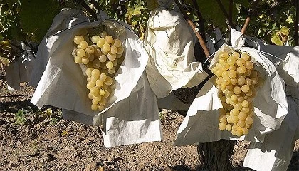 Foto de El grupo de uva de mesa de Francia, Italia, Portugal y Espaa trabajar para mejorar la disponibilidad de fitosanitarios