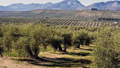 Foto de La masa desecada beneficia al suelo del olivar