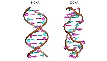Picture of Demuestran que mediante pequeos cambios qumicos se puede invertir el sentido de giro de la hlice del ADN