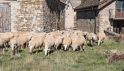 Foto de Doce beneficios que tiene la ganadera extensiva de ovino en el medio rural