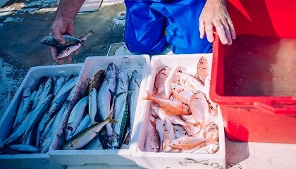 Foto de El Gobierno aprueba las bases reguladoras de las ayudas a la industria pesquera y acucola enmarcadas en el Plan de Recuperacin