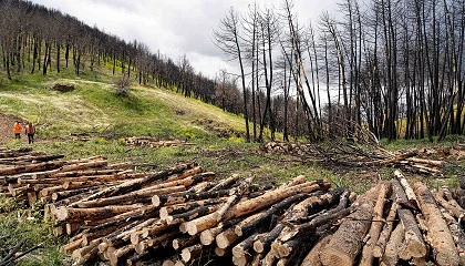 Fotografia de Es la biomasa forestal la solucin para evitar incendios?