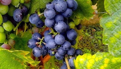 Foto de Aprobado un incremento del rendimiento mximo de uva a vino en la IGP Formentera