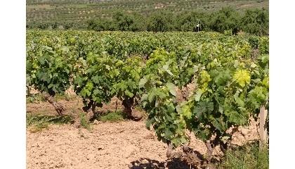 Fotografia de Viticultura regenerativa para la recuperacin de suelos de viedo