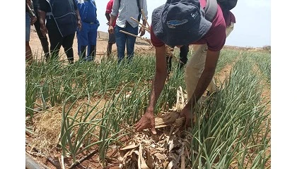 Foto de La agricultura frente al cambio climtico en frica Occidental: los efectos positivos de la agroecologa