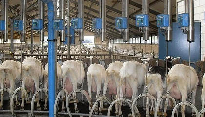 Foto de La entrada de leche de cabra holandesa baja los precios y retiene la produccin nacional