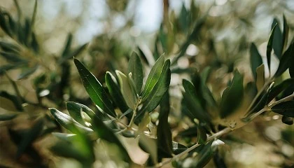 Foto de Andaluca inicia el proyecto Crcava para frenar la erosin del suelo