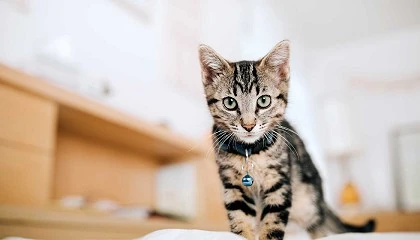 Foto de Mil usos de la arena de gatos para mantener un ambiente fresco y sin olores en casa