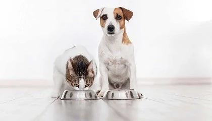 Foto de Ni la comida casera es siempre mejor para los perros ni los gatos deben comer dietas veganas: desmontando mitos sobre alimentacin animal