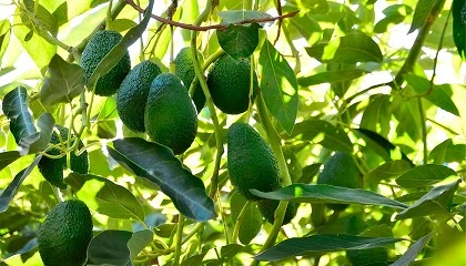 Foto de La gestin del agua y el crecimiento del mercado son los principales retos del aguacate en Espaa