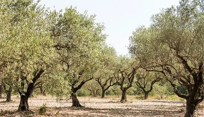 Foto de La Inteligencia Artificial al servicio del olivar para la prediccin temprana de cosecha