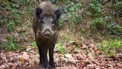 Foto de Medidas preventivas desarrolladas en Espaa frente a la peste porcina africana