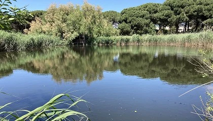 Foto de Una investigacin muestra la eficacia de los humedales para eliminar antibiticos en el tratamiento de aguas residuales