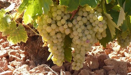 Fotografia de Los precios de la uva ponen en jaque a parte del viedo de Castilla-La Mancha