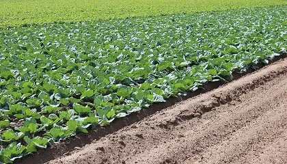 Foto de El proyecto HortiGO2 permite valorar la absorcin de carbono de una actividad