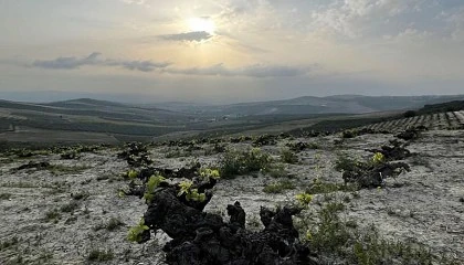 Foto de GOPAGOS finaliza la zonificacin que impulsar la diferenciacin de pagos vitivincolas en Crdoba, Mlaga y Huelva