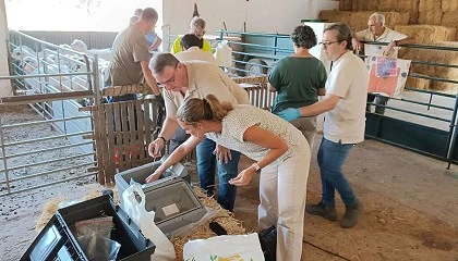 Foto de La Churra Lebrijana inicia un proceso de retrocruzamiento para reducir su alta consanguinidad