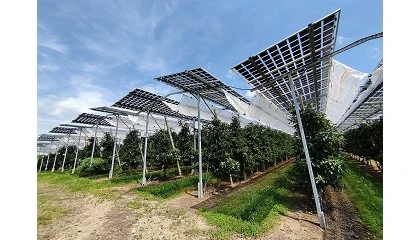 Foto de Agrivoltaica: Hacia un futuro sostenible integrando agricultura y energa solar