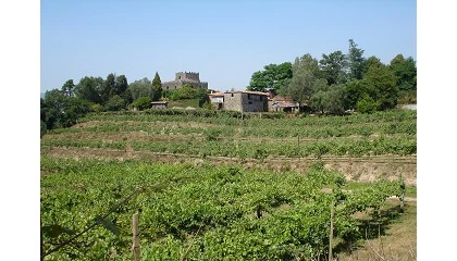 Foto de Universidade do Minho promove workshop focado na aplicao prtica de IA no setor vitivincola e do enoturismo