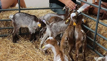 Foto de Prescriptores internacionales visitarn la FIG de Zafra para conocer las razas Merina y Florida