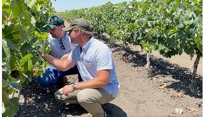 Foto de Koppert presentar en Fruit Attraction su red mundial de fincas demostrativas y su nueva aplicacin gestionada por IA