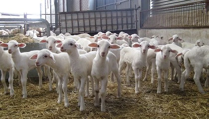 Foto de Mercado de Talavera de la Reina (Semana 38, 18/9/2024)