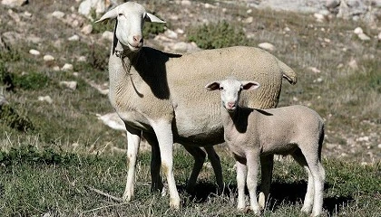 Foto de La Junta de Andaluca inicia la compra de vacunas frente al serotipo 3 de la lengua azul