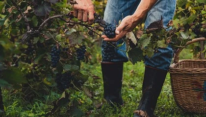 Foto de Francia destinar 120 millones de euros al arranque definitivo de via