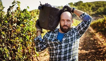 Foto de La vendimia termina en el sur y avanza en el resto de Espaa con buena calidad de la uva