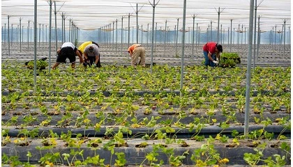 Foto de Nova Siri Genetics alcanzar los 150 millones de plantas de sus variedades de fresa