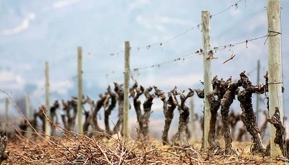 Foto de Catalua anuncia un fondo de 70,8 millones para mitigar la sequa en el Priorat