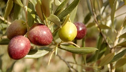 Foto de Interaceituna prev un segundo avance de produccin potencialmente verdeable de 492.000 toneladas