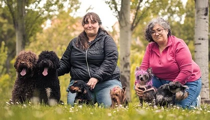 Foto de La peluquera del cocker spaniel ingls