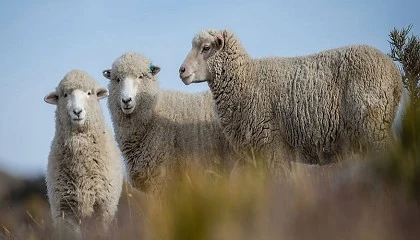 Foto de Syva suministra Syvazul BTV3 para vacunar frente al serotipo 3 de la lengua azul en Espaa