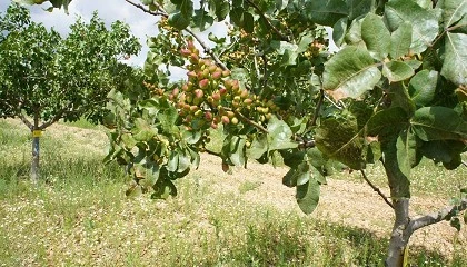 Foto de Impacto de diferentes doses de irrigao nas caratersticas produtivas da colheita do pistcio em Castela e Leo